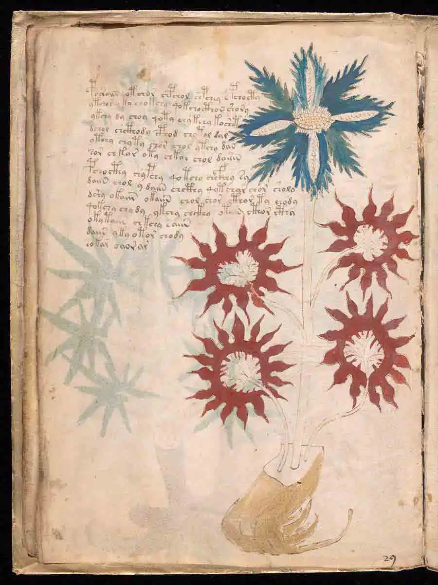 I girasoli nel manoscritto di Voynich